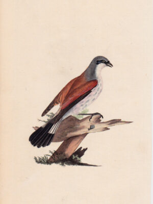 PL31 Red-backed Shrike