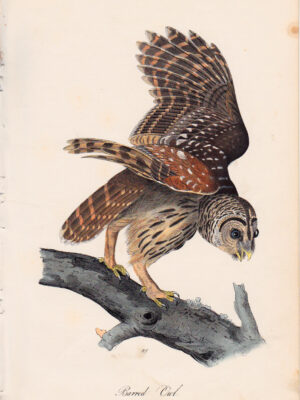 036 Barred Owl