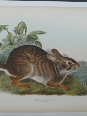 PL 037 Swamp Hare (JJA)