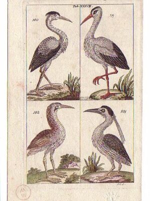 PL 37 Herons