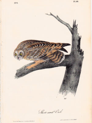 038 Short-eared Owl