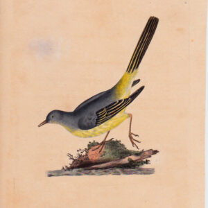 PL 40 Grey Wagtail