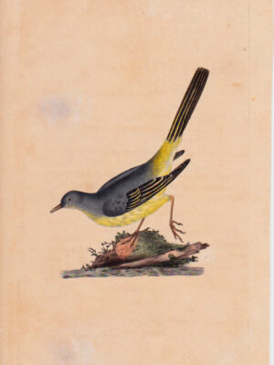 PL 40 Grey Wagtail