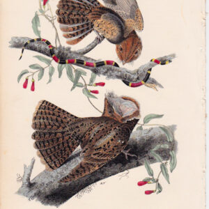 041 Chuck-will's Widow