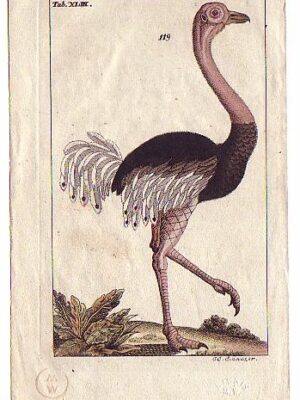 PL43 Ostrich