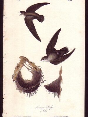 044 American Swift Nests