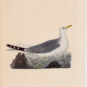 PL 46 Common Gull