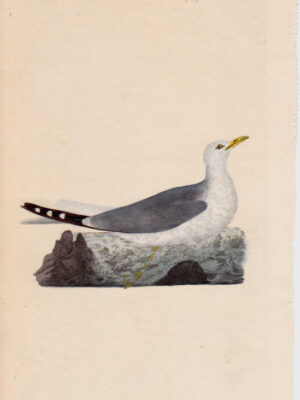 PL 46 Common Gull