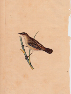 PL 48 Sedge Bird