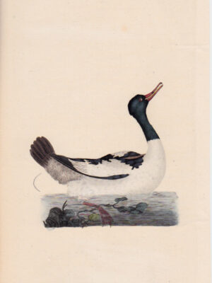 PL 49 Goosander