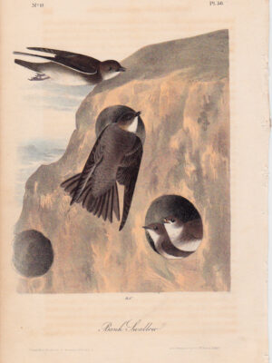 050 Bank Swallow