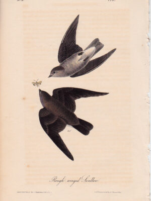 051 Rough-winged Swallow