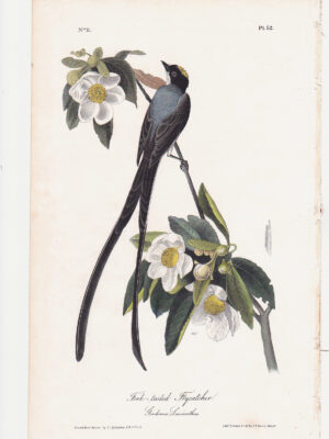 052 Fork-tailed Flycatcher