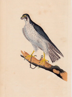 PL 53 Lanner Falcon?