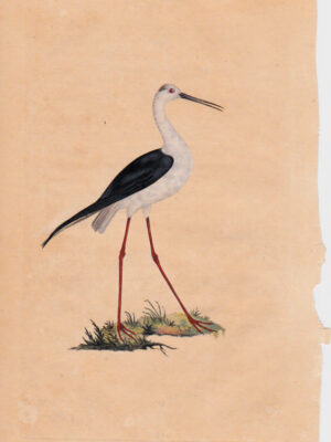 PL 55 Long-legged Plover