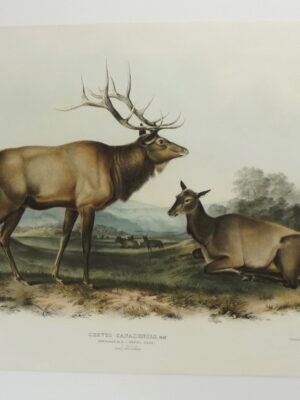 PL 062 American Elk – Wapiti Deer (JJA)