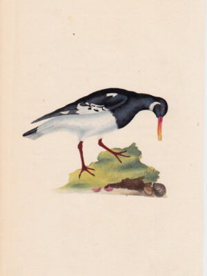 PL 62 Oystercatcher