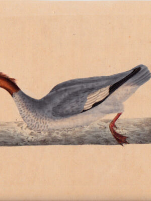 PL 65 Female Goosander