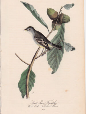 066 Least Pewee Flycatcher