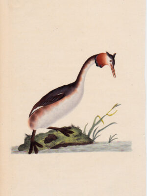 PL 68 Crested Grebe