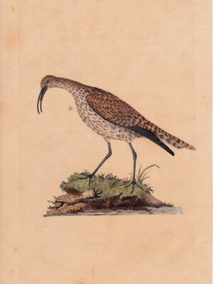 PL 72 Whimbrel