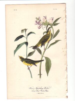 075 Wilson’s Flycatching Warbler