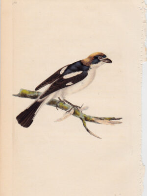 PL 84 Woodchat Shrike