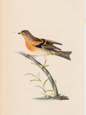 PL 85 Brambling