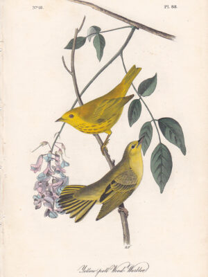 088 Yellow-poll Wood Warbler