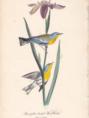 091 Blue Yellow-backed Wood-Warbler