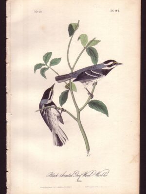 094 Black-throated Grey Wood-Warbler