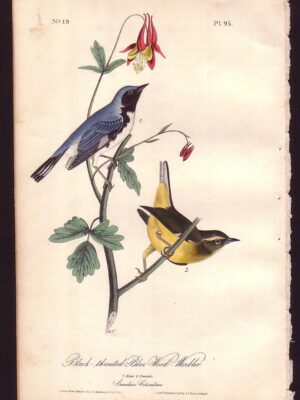 095 Black-throated Blue Wood-Warbler