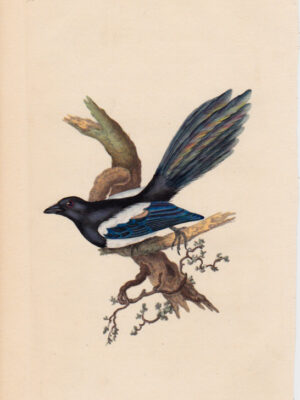 PL 95 Magpie