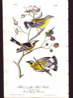 096 Black & Yellow Wood-Warbler