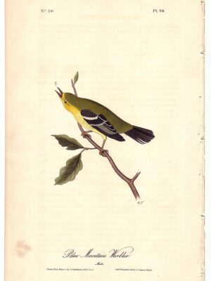 098 Blue Mountain Warbler