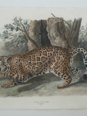 PL 101 The Jaguar (Female) (JWA)