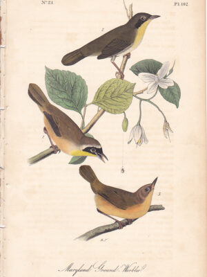 102 Maryland Ground-Warbler