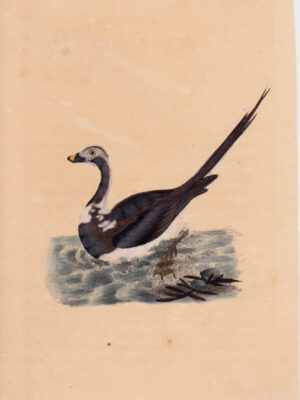 PL 111 Long-tailed Duck