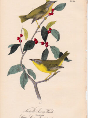 113 Nashville Swamp Warbler