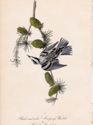 114 Black-and-White Creeping Warbler