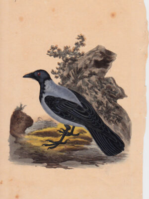 PL 117 Hooded Crow