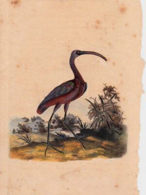 PL 118 Glossy Ibis