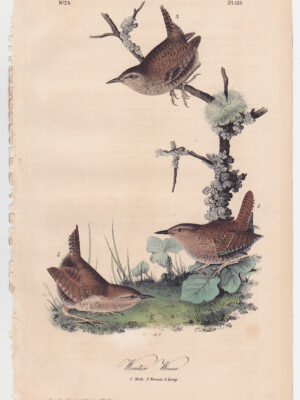 121 Winter Wren