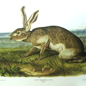 PL 133 Texan Hare