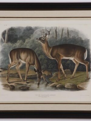 PL 136 Common or Virginian Deer (JWA)