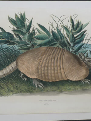 PL 146 Armadillo (JWA)