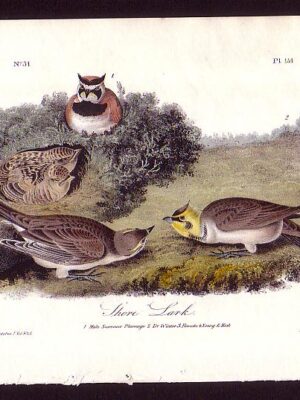 151 Shore Lark Horned Lark