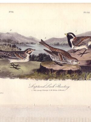 152 Lapland Lark Bunting