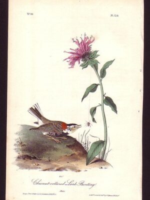 154 Chestnut-collared Lark-Bunting