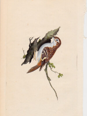 PL 154 Tree Creeper